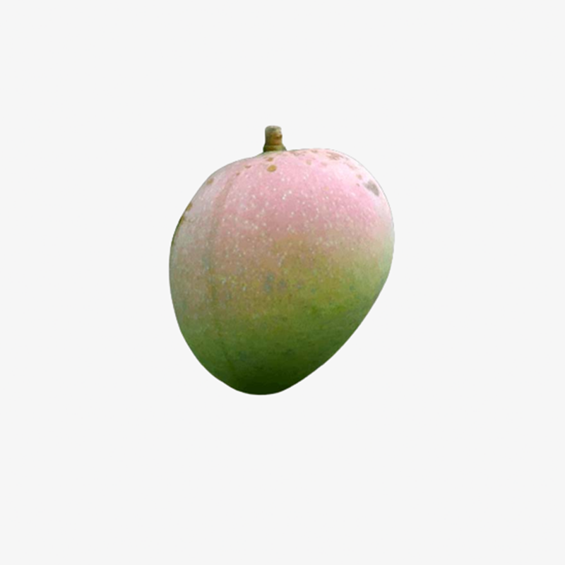 Gobindobhog Mango - গোবিন্দভোগ আম | রাজশাহীর আম | 20KG